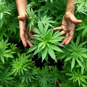 Plante de cannabis